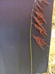 Rhodocoma fruticosa