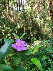 Melastoma septemnervium