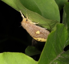 Euproctis quadrangularis