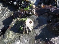 Scutellastra tabularis