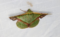 Fascellina plagiata