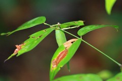 Onomarchus uninotatus