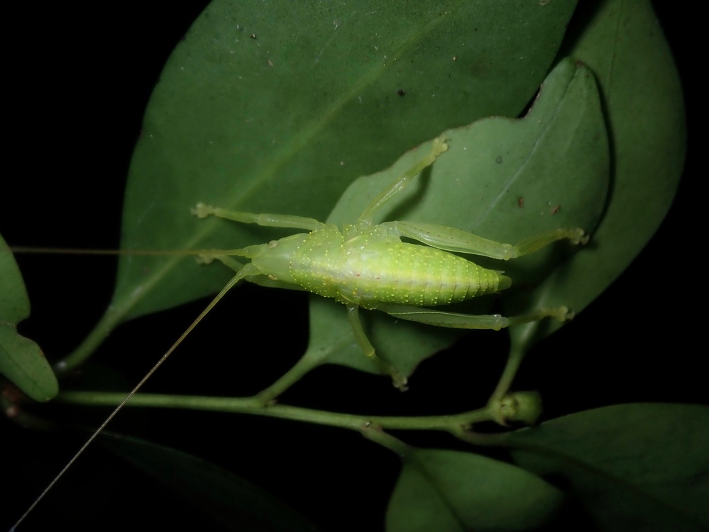 Phyllomimus sinicus in April 2022 by orthoptera-jp · iNaturalist