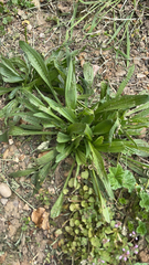 Plantago lanceolata