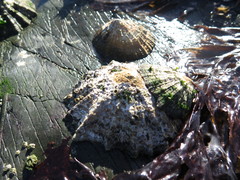 Scutellastra tabularis