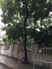 Glochidion zeylanicum