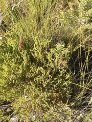 Rhodocoma fruticosa