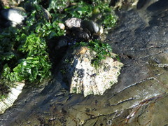 Scutellastra tabularis