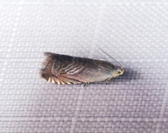 Grapholita delineana