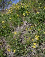 Anthyllis vulneraria