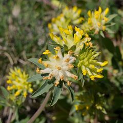 Anthyllis vulneraria