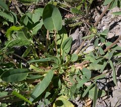 Anthyllis vulneraria