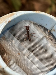 Odontomachus rixosus