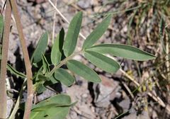 Anthyllis vulneraria