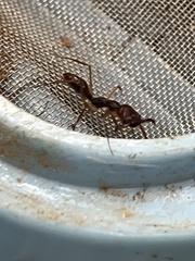 Odontomachus rixosus