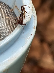 Odontomachus rixosus