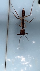 Odontomachus rixosus