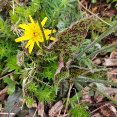 Hieracium maculatum