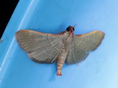 Hypsopygia nonusalis