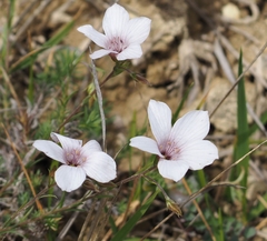 Linum appressum appressum