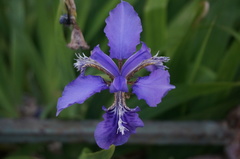 Iris tectorum