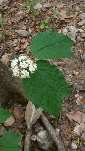 Mapleleaf viburnum (Viburnum acerifolium)