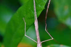 Sipyloidea