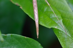 Sipyloidea