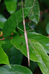 Sipyloidea