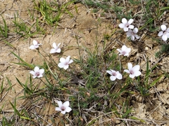 Linum appressum appressum