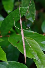 Sipyloidea