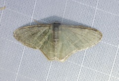 Lophophleps triangularis