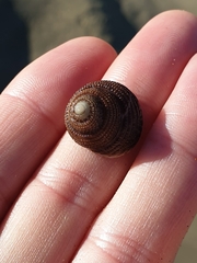 Coelotrochus tiaratus