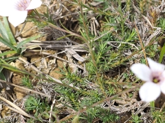 Linum appressum appressum