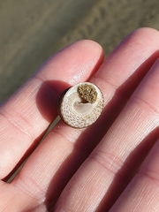 Coelotrochus tiaratus