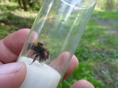 Bombus ruderatus