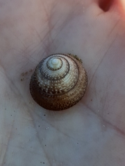 Coelotrochus tiaratus