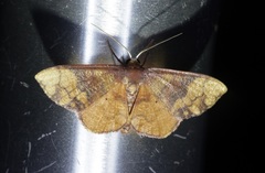 Metallaxis semipurpurascens