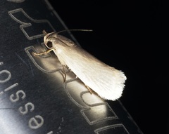 Athrypsiastis salva