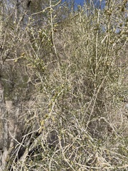 Haloxylon ammodendron