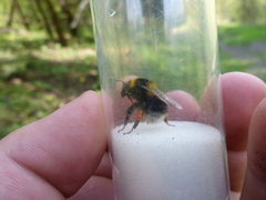 Bombus ruderatus