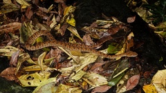 Protobothrops elegans