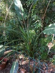 Strelitzia