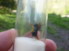 Bombus ruderatus