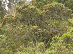 Weinmannia tomentosa