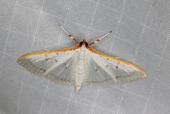 Palpita warrenalis