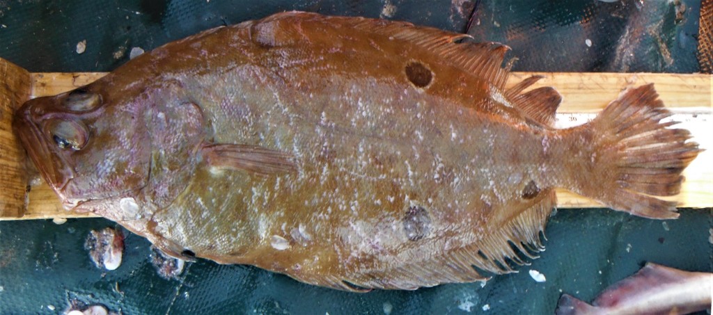 Foureye Flounder