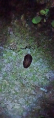 Opisthoplatia orientalis