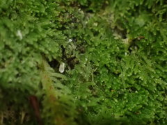 Lepidoziaceae