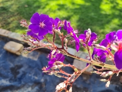 Pleroma heteromallum